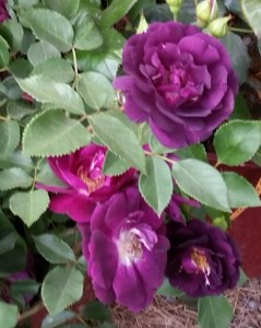 rose viola PP
