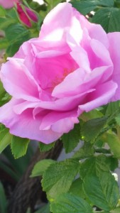 rosa lilla