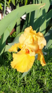 iris giallo copia
