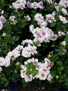 rose bianche e viola zoom copia