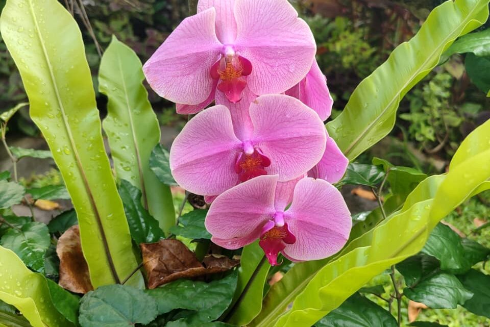 orchidee al naturale